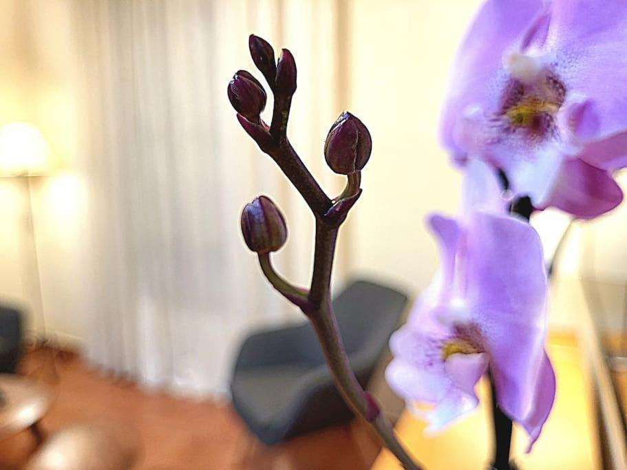 Flamenco, Apartamento Exclusivo De Dos Habitaciones En El Pleno Del Casco Antiguo, Alicante, Playa, Centro Historico, Rambla المظهر الخارجي الصورة